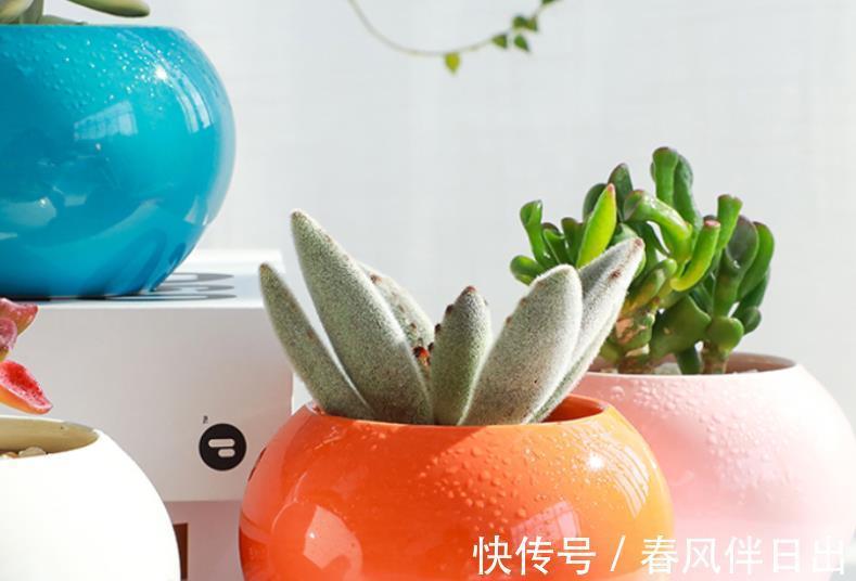土壤|天凉了盆栽多肉,浇水不能大意,不然徒长烂根问题全上门