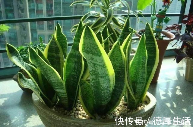 肉质|4种怕水的绿植,你越懒越不浇水,反而长得更好,浇水就烂根!