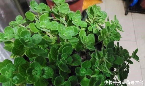 植物|花草在家养,哪种植物好看又好养这5盆,一些还可以吃呢