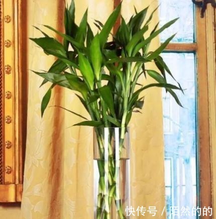 富贵竹生长有个“小开关”,用一次叶子绿油油,再没黄叶!