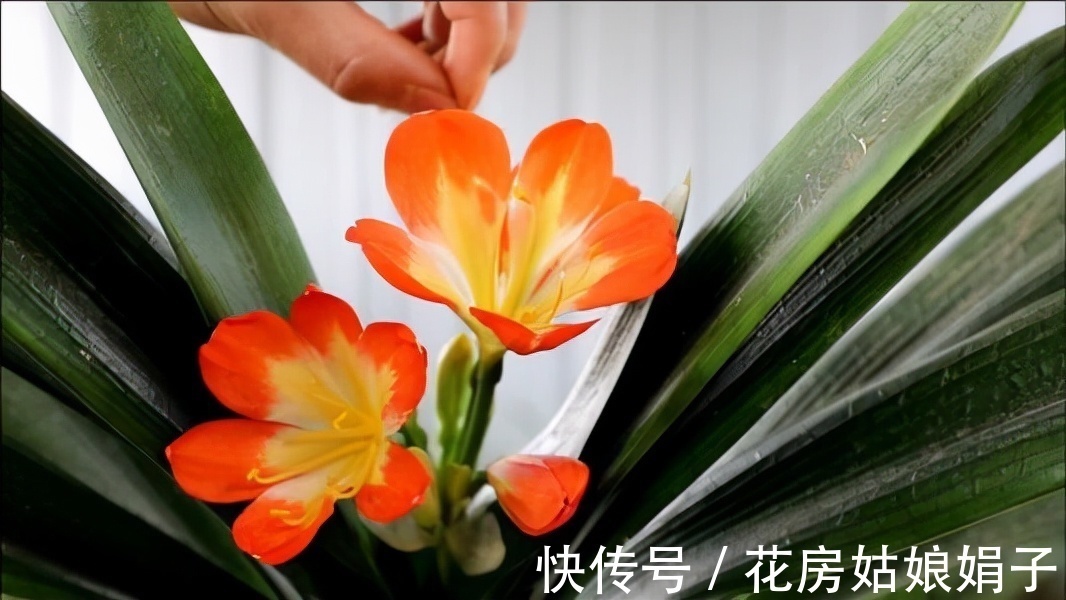 按照君子兰的生长习性来进行养殖,就不怕养不好它了,值得收藏