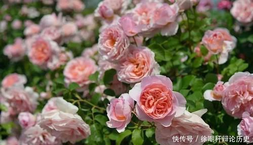 花都|养花浇水,这几个错误别犯,不然养啥花都黄叶烂根,学会一生受用