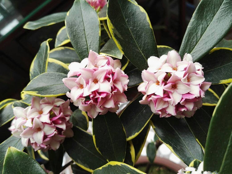 妖精铃|聪明人都养几种花,净化空气,文雅秀丽,颇具雅趣