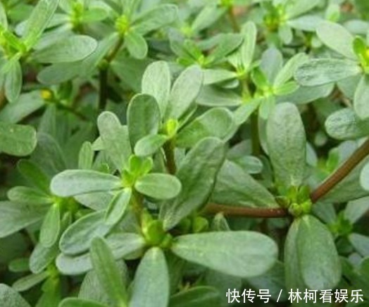 癞蛤蟆草|消化不良,多吃3种路边野草,清热解毒,凉血利尿,风味俱佳