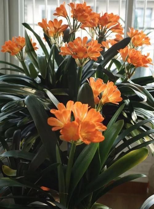 君子兰夏天有“四怕”,避开后,苗壮叶绿、状态好