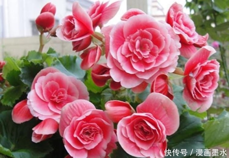 家里阳台必养此款花卉，耐寒易打理，一年四季都赏花