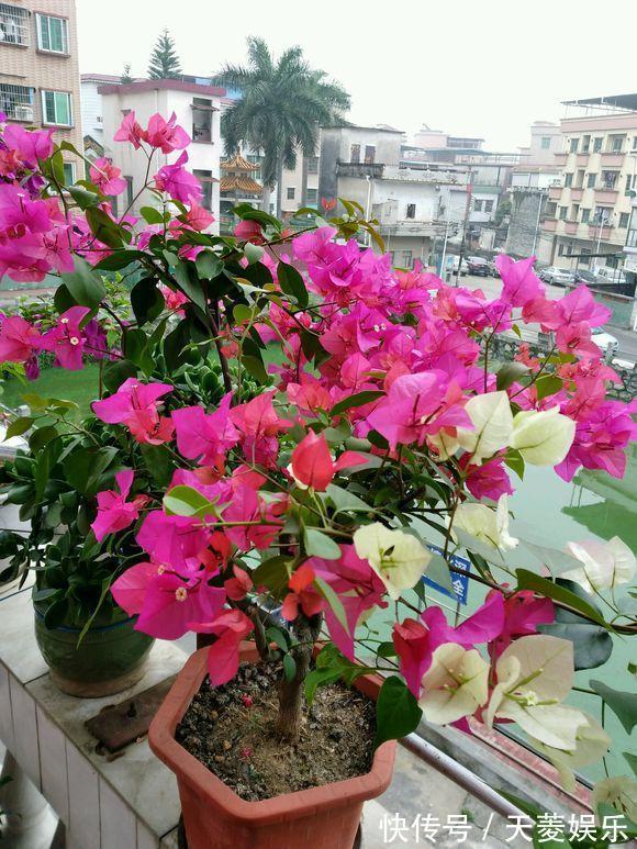 三角梅徒长不开花,也许是浇水的原因吧,新手学会变成开花机器