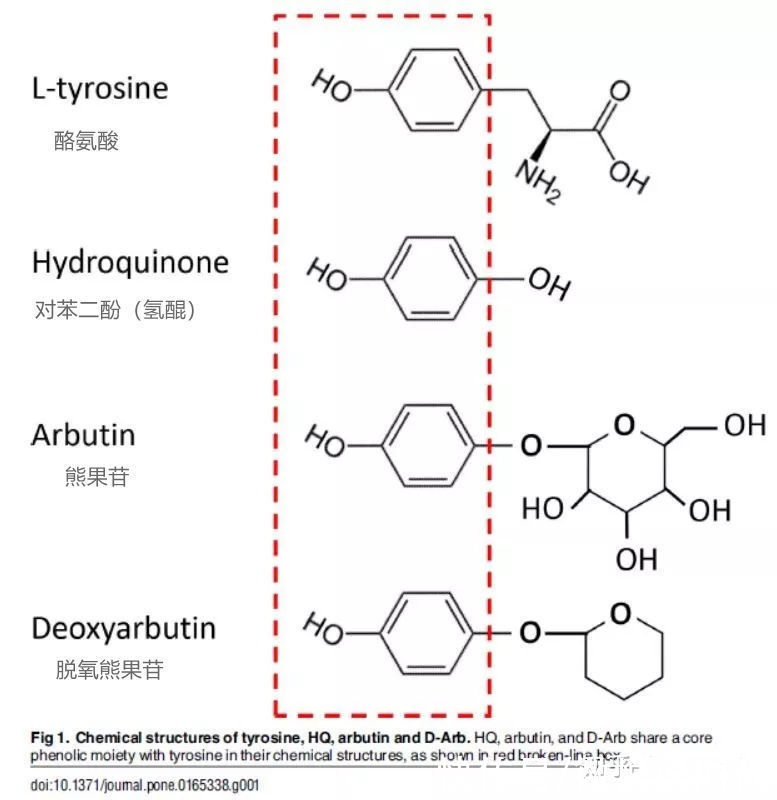 护肤品|熊果苷的护肤品真的可以美白吗