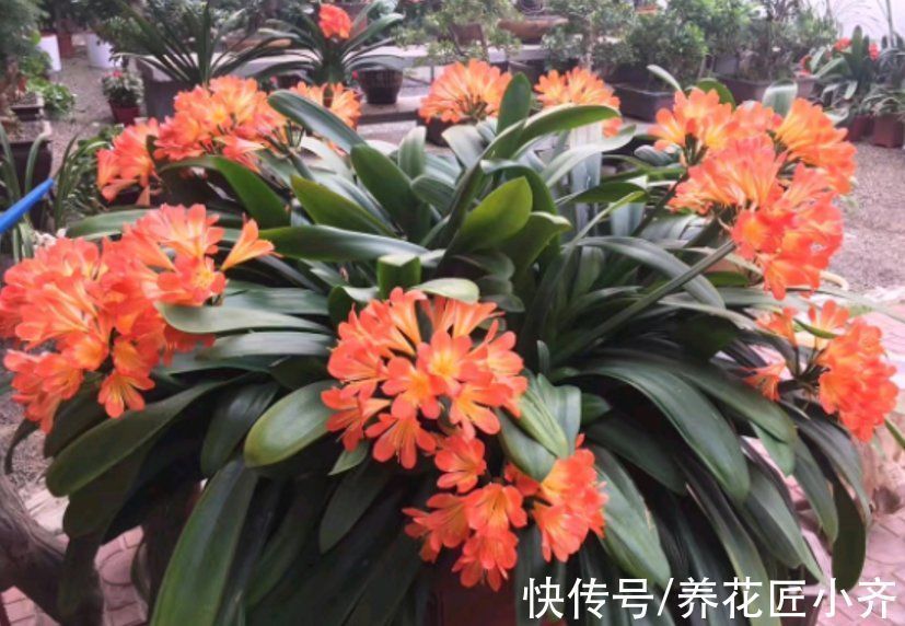 磷酸二氢钾|君子兰叶片油绿不开花,其中有3个“关键”,做错一个都不会开花