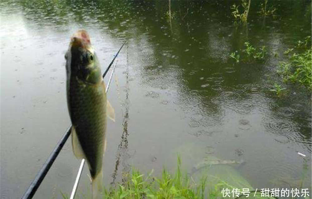 仲春野钓大鲫鱼,这三种天气鱼情最好,随便钓,大鲫鱼也能连竿上
