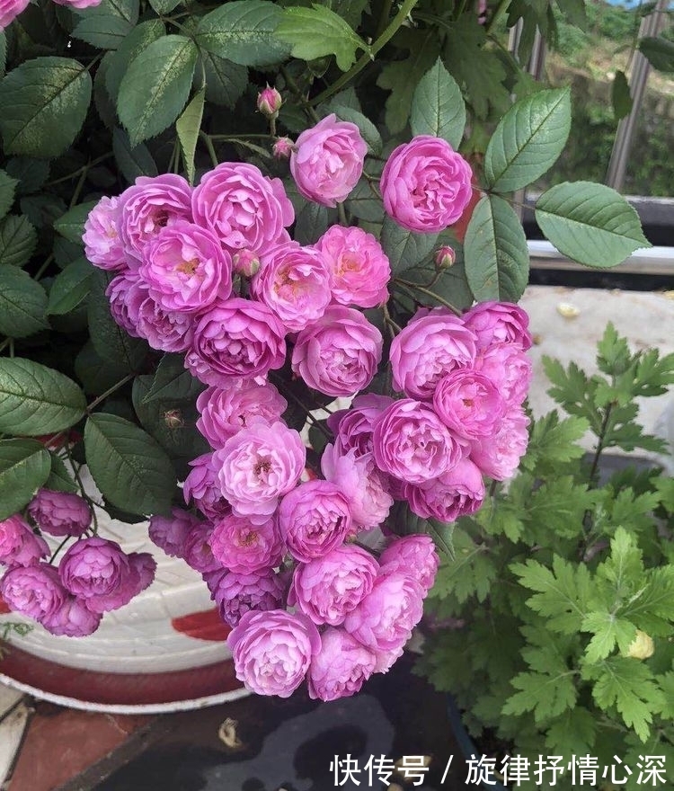 花朵|最有仙气的4种花，迷人的花朵，阵阵花香，花朵大！