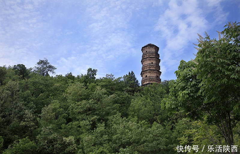 生态园|2021永寿槐花节开幕！逛槐林，咥美食，闻香而动，乡村美景在永寿