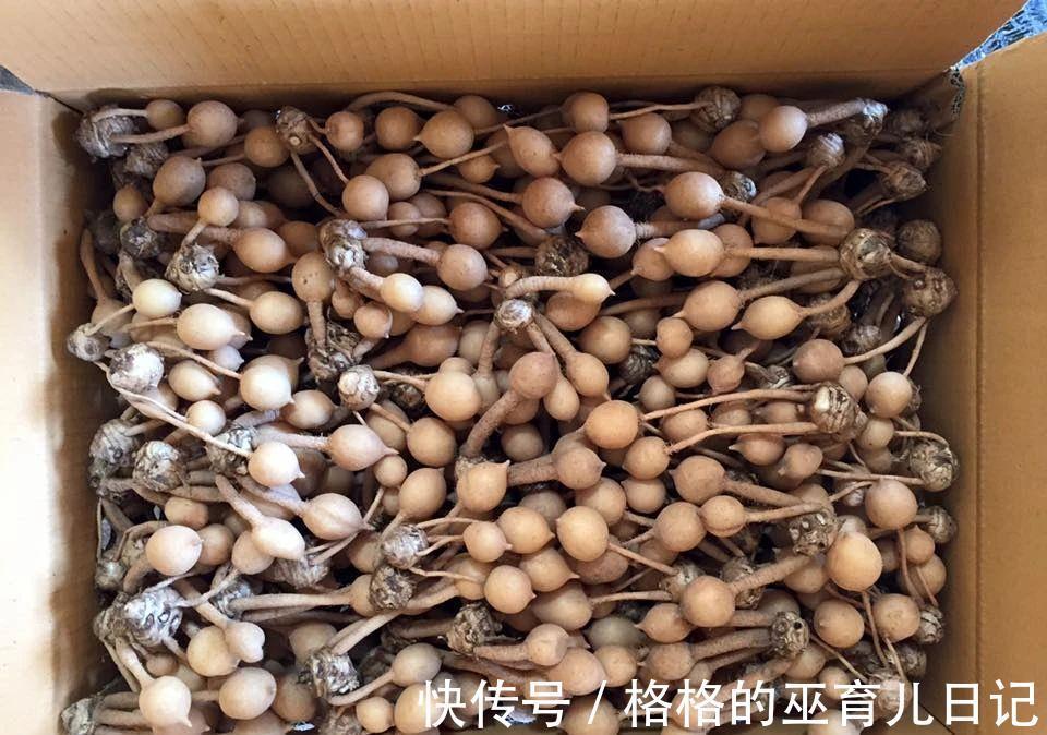 一块“大生姜”,开满粉荷花,家里养一盆,仙气飘飘,开花100天