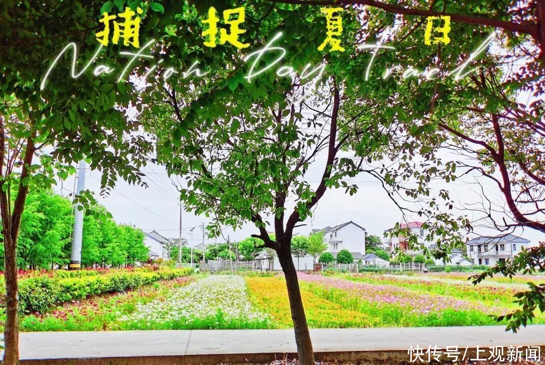 民宿主|到花博门户小镇吃住游玩，很简单