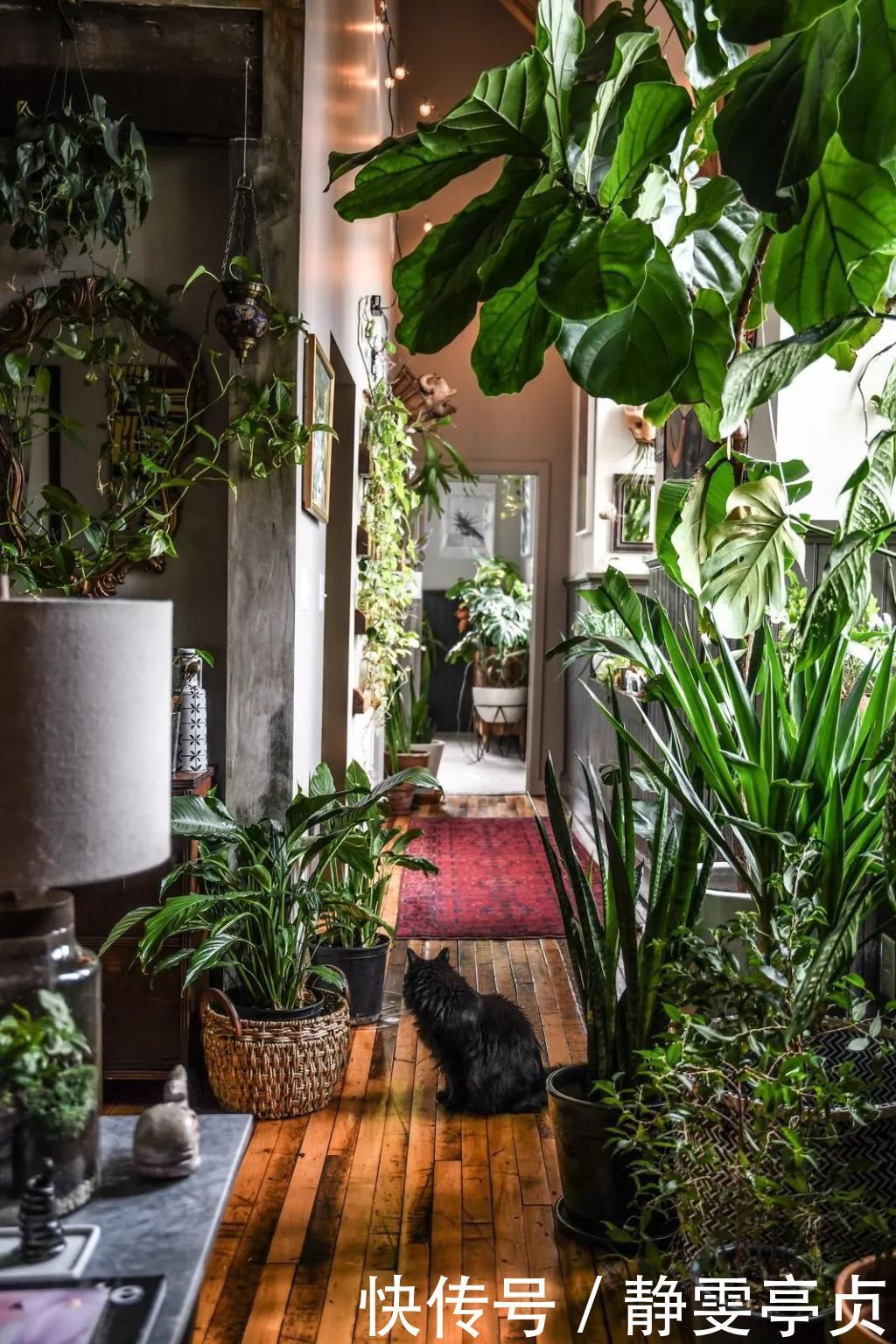 她在屋里种满500盆植物:呆在这样的房子里,生活更有了诗意!