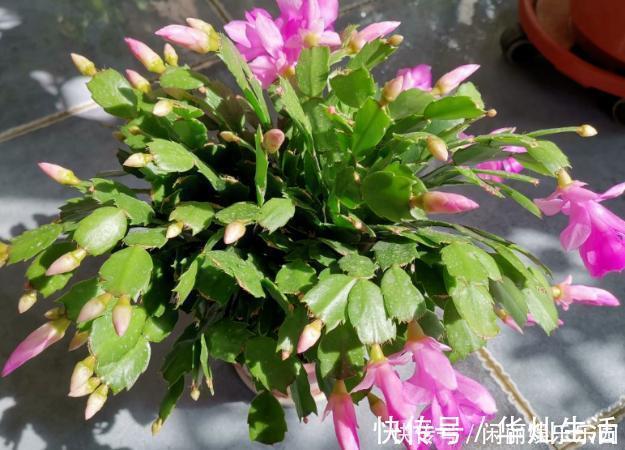 浇水|如何养殖蟹爪兰，让它长得快、开花多、状态好？