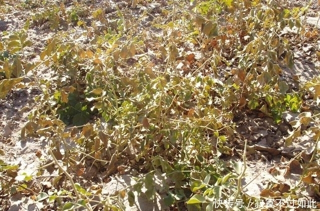 方之中|大约有90%的中药药方之中,都会含有这一种草,您认识吗?