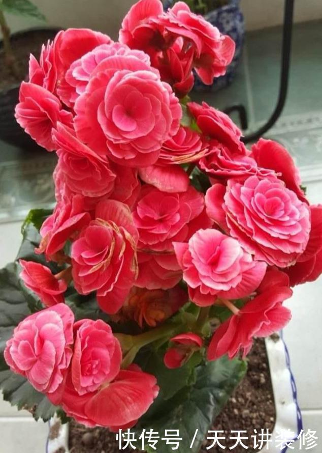 花店|五月逛花店，5种花不值得买，买了也浪费，要记得