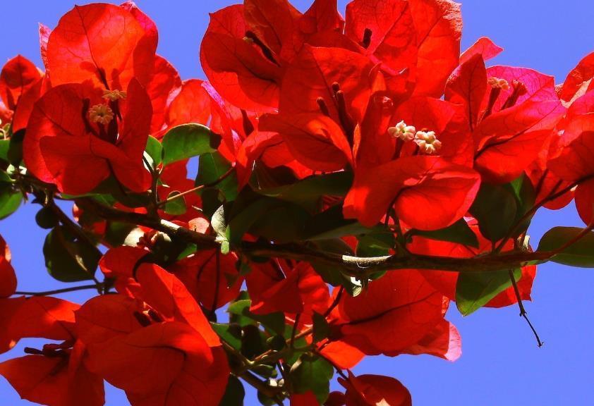 品种|三角梅这样养,全年都能有花看,养好了还能见花不见叶