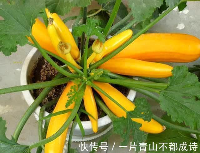 奶奶在花盆里种“鸡蛋、香蕉”，种一次能吃5个月，邻居都来学习