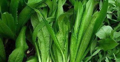 安眠药|此菜是天然的安眠药,而且,还可预防感冒