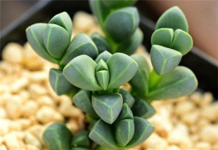 谁都多肉都耐旱几种多肉就爱喝水，一天不浇都不行