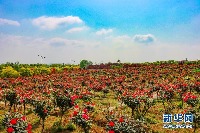 月季花开醉游人 乡村旅游热起来