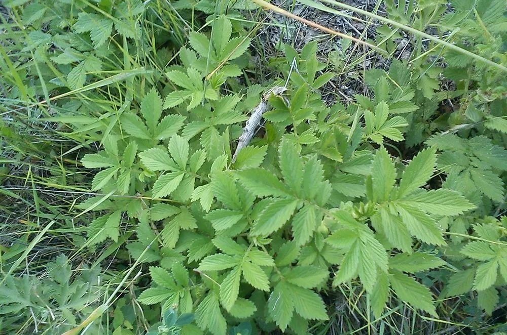 野菜|全身有刺，但请珍惜它，既是美味野菜又是药材，市场10元一斤