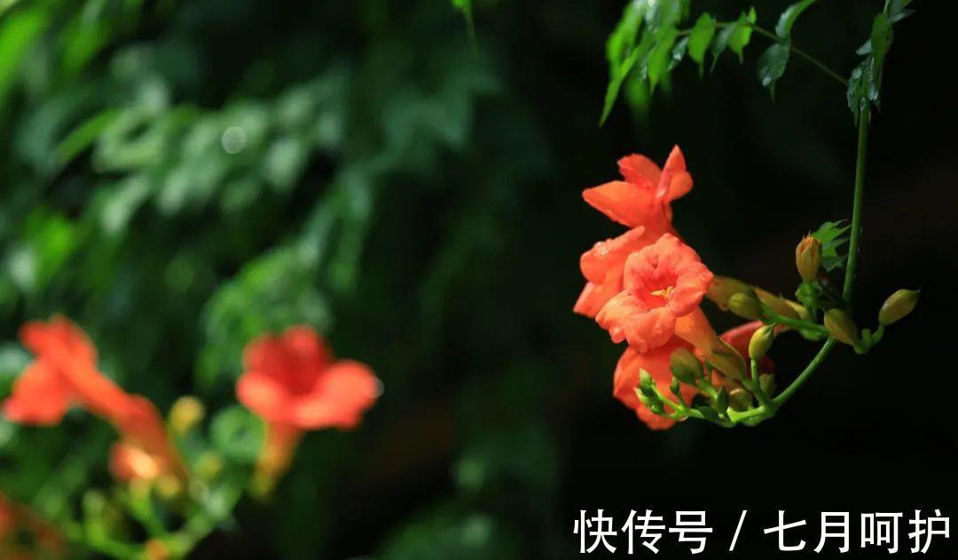 本草纲目|美得热烈的凌霄花也有妙用!除了凉血祛风,这4点很容易被忽视