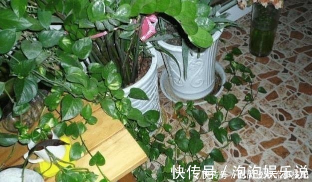 养花|客厅两个地方，万万别“养花”，养了也尽快搬走，别忽视