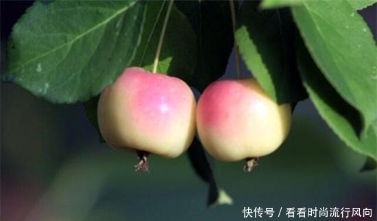 都是能够食|海棠果能吃吗,能吃冰冻食用更佳