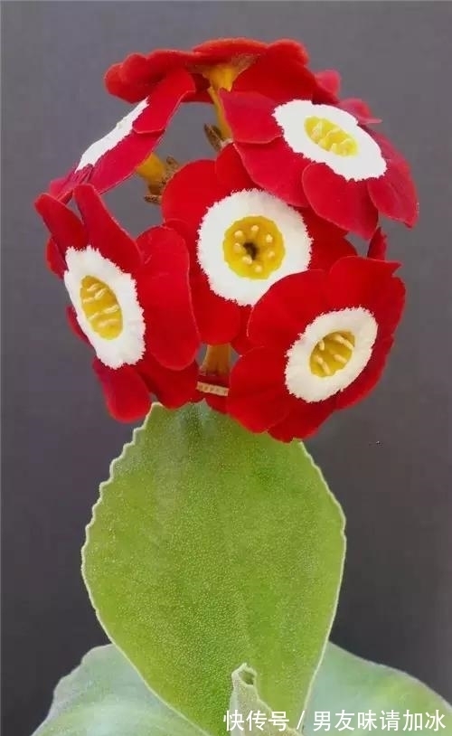 奇花、奇花、奇花、罕见奇花,赶快打开欣赏吧