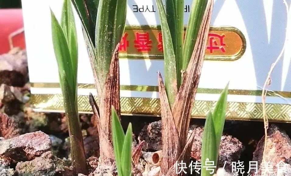 兰花小芽,如何快速养壮呢?兰友:明白了,怪不得养一年也长不大