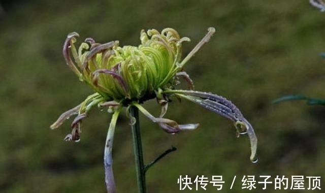 生肖|未来7天，旧情人挽留，深情不改，3生肖无法拒绝，再次牵手更恩