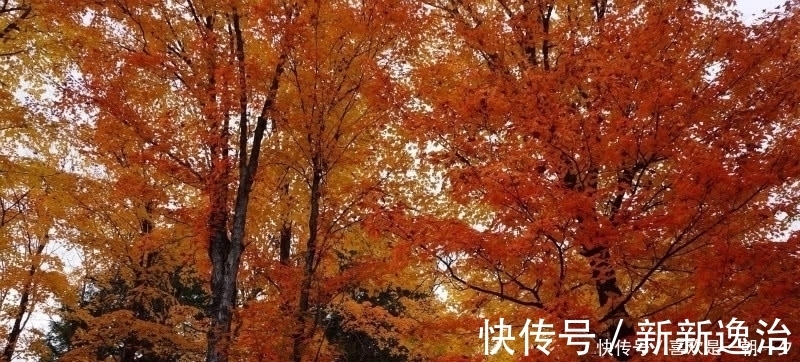 诗情画意|杜牧这首诗美得令人心醉,短短的28个字,写出了充满诗意的秋天!