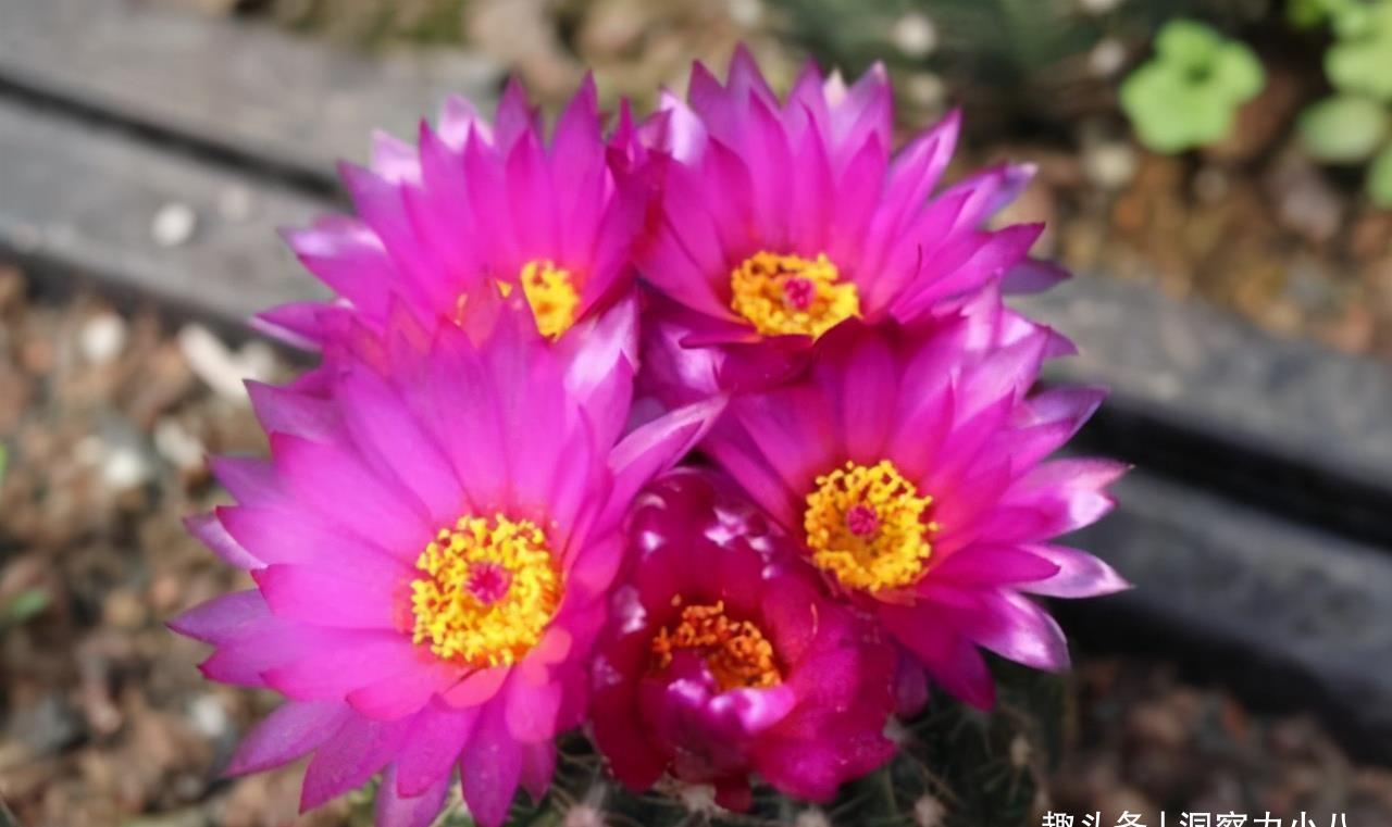 养花在“精”不在多,试试这“三种花”,入春开出一片花海