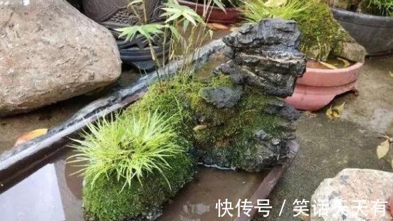 石头养花学2个小方法处理，千金难求！花友谁也舍不得卖