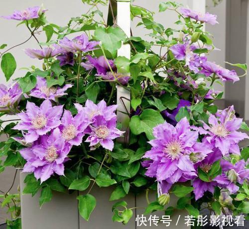 铁线莲|买花也要看日子,时候不对养不活白费力,附6种常见花卉入手时间