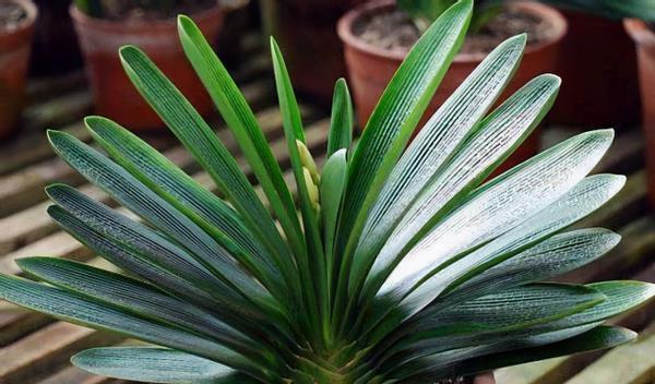 养花该不该换盆，期间又该注意哪些事项？你学会了没？