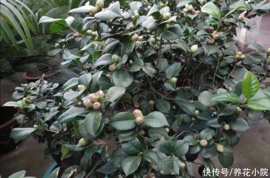 立秋后,3种花长出花苞,补上几次磷钾肥,提高开花质量