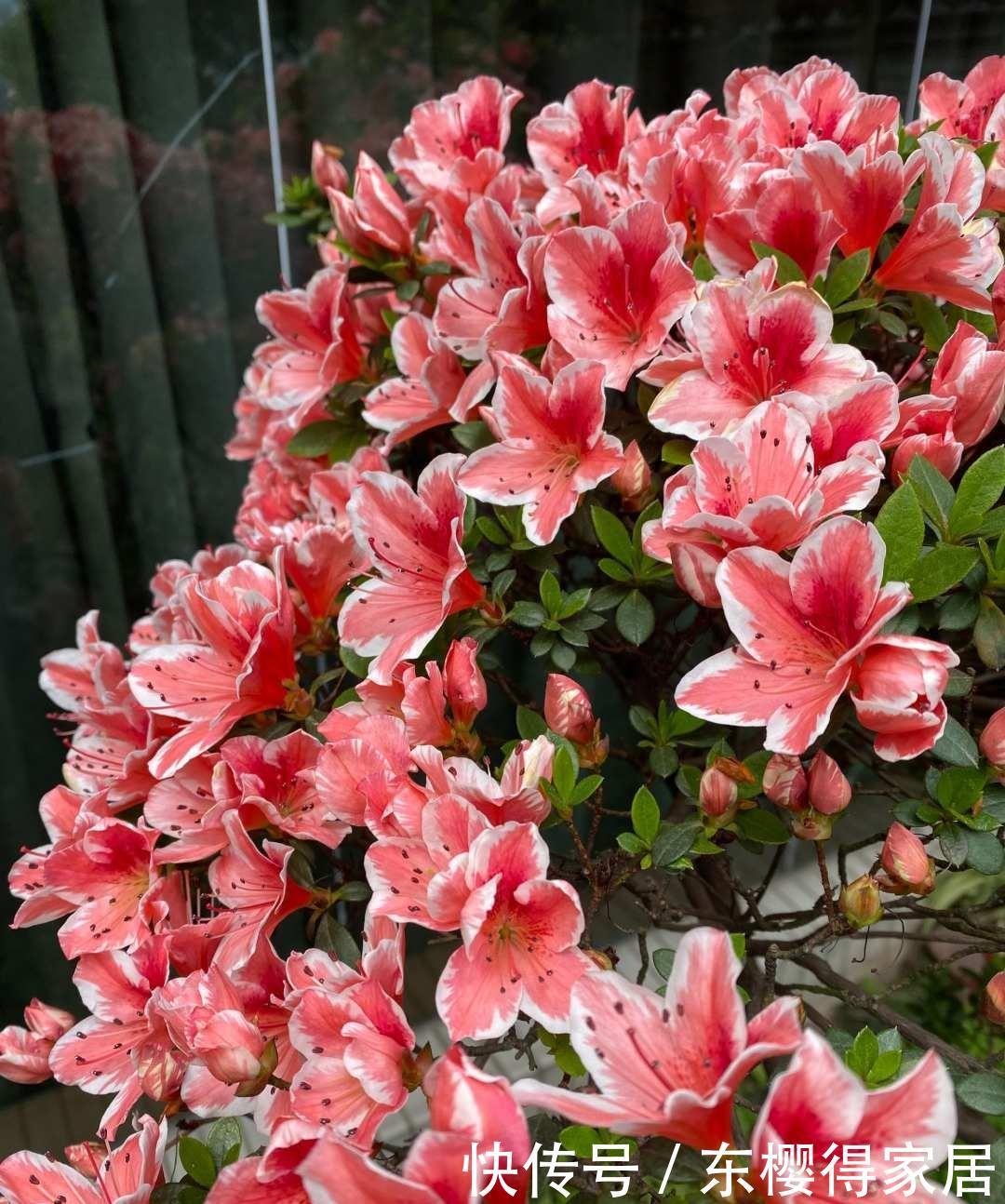 茶花、栀子花、杜鹃花,最爱掉苞黄叶,教你一招解决!