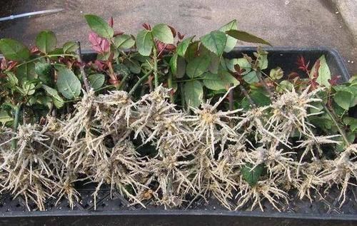 水溶液|黄豆肥、淘米水太臭,用过期药片养花,无异味、肥效充足