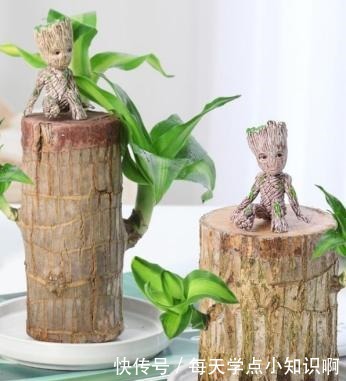 巴西木小盆栽又火了,注意几点,半截木桩子泡水里,也能越长越旺!