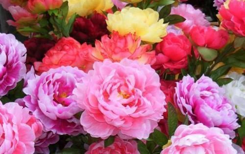 凤仙花|4种花是花卉中的佼佼者,丢盆里就猛长,花开多又美,一开200天