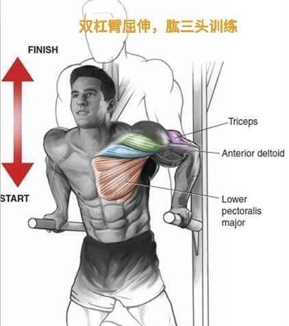 最低处|同一个动作,不同的握法,用它练胸大肌和三头肌最合适不过了