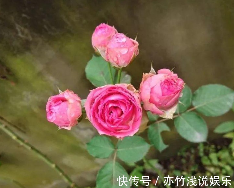 四季海棠|气候四季分明,养花就养这3样,天冷天热花开不停,漂亮好活