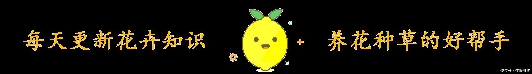 植物|养花少不了换盆,但这6个“坑”要注意,小心换一盆黄一盆!