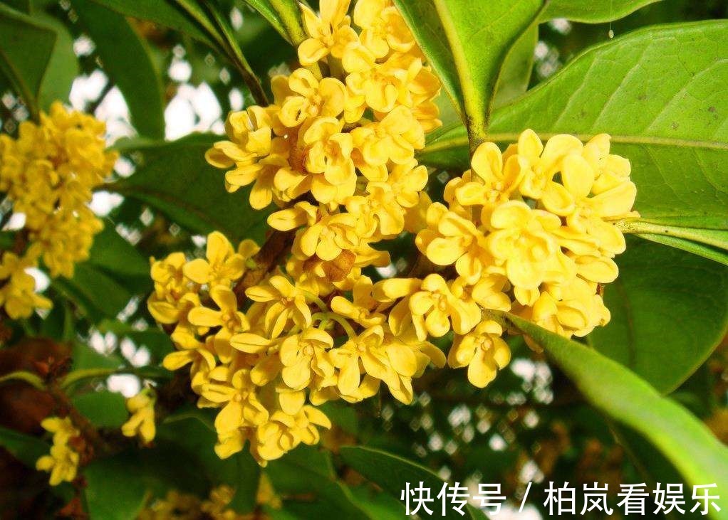 花花|别人家桂花开成大朵香云,你家却开成小米粒原来是这件事没做到