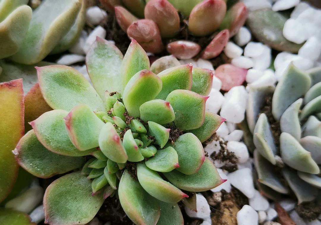 多肉长出小崽崽，不要做此件事，不然后悔都来不及