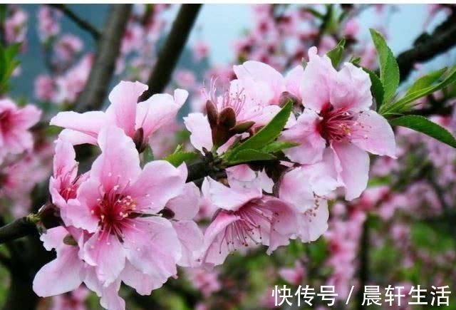 食物|便秘“最怕”的几种食物，每天换着吃，快速排便，肠道更健康